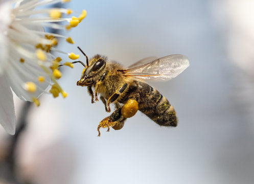Anzer Honig wo Bienen sind, ist Leben